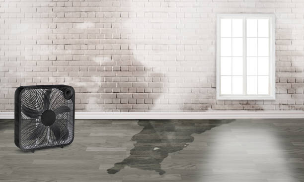 Best Water damage restoration near me  in Lake Cherokee, TX