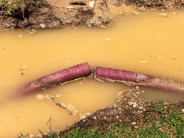 Best Local water damage restoration  in Lake Cherokee, TX